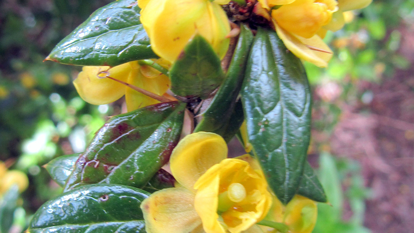 Berberis verruculosa Blumen