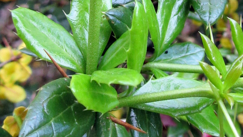 Berberis verruculosa Blatt