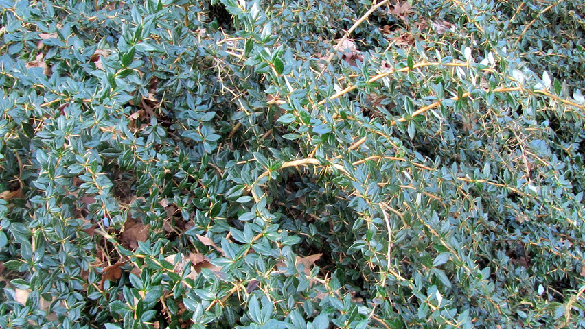 Berberis verruculosa Blatt