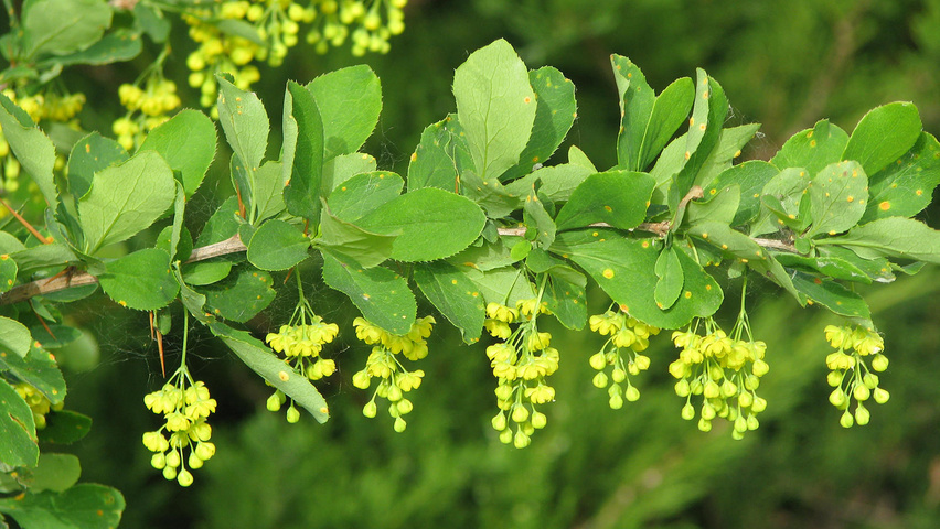 Berberis Vulgaris () Berberis Vulgaris