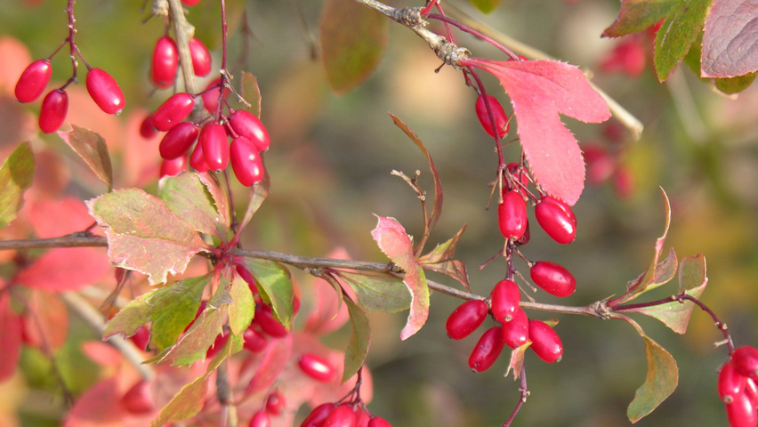 Berberis vulgaris Frucht