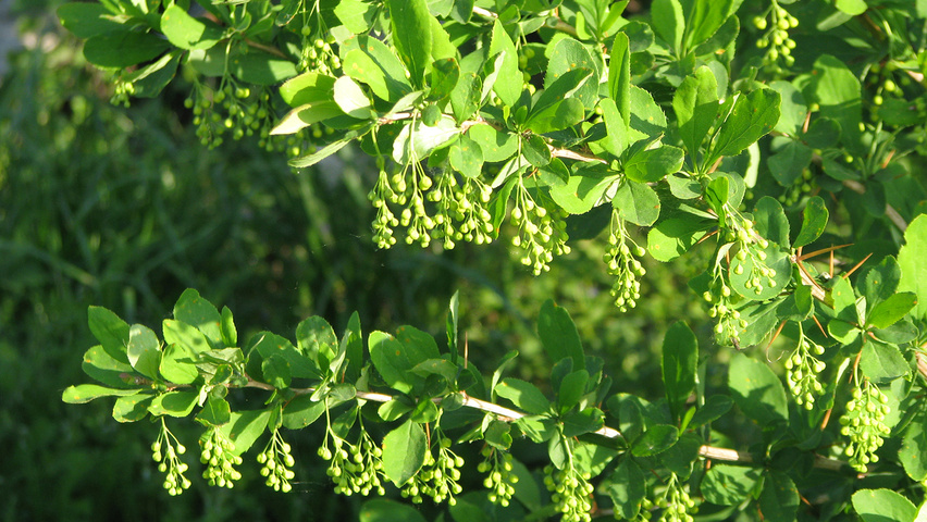 Berberis vulgaris Blatt