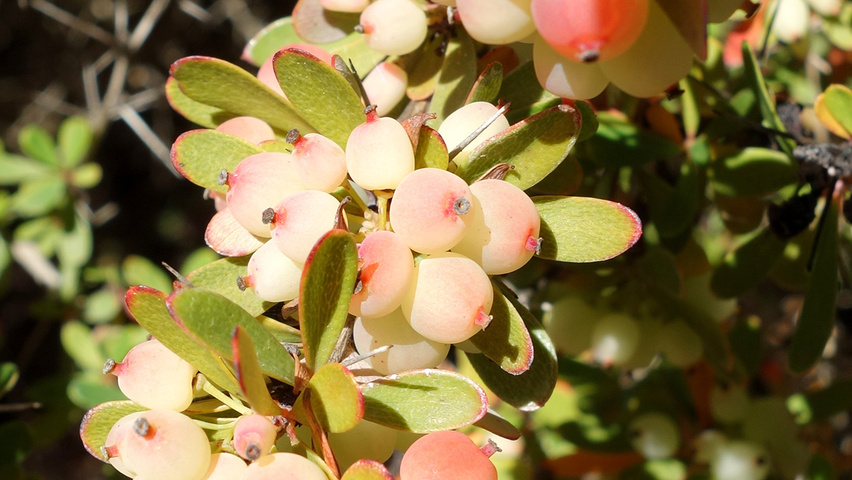 Berberis wilsoniae fruits
