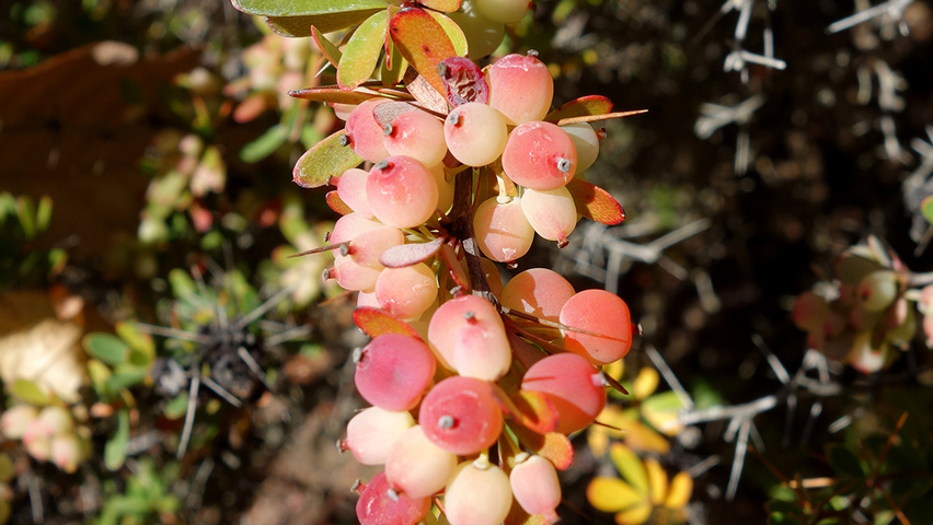 Berberis wilsoniae fruits