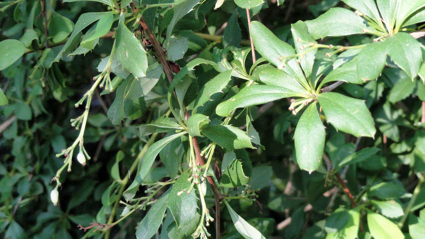 Berberis wilsoniae leaves
