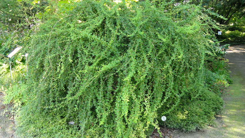 Berberis wilsoniae woodland planting stock