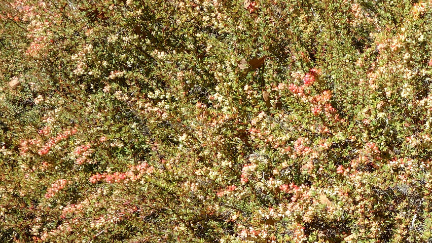Berberis wilsoniae woodland planting stock