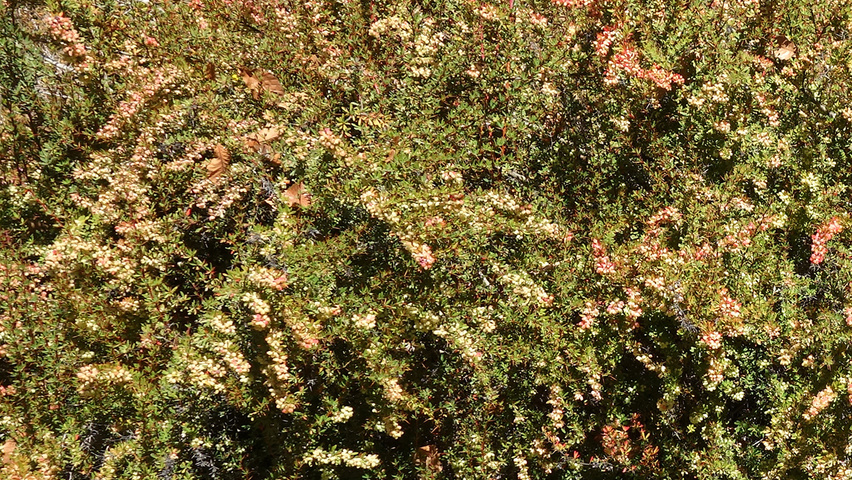 Berberis wilsoniae woodland planting stock
