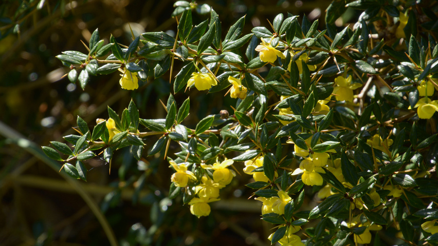 Berberis x frikartii 'Verrucandi' flowers