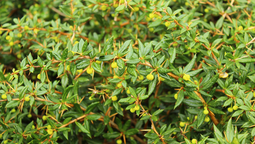 Berberis x frikartii 'Verrucandi' leaves