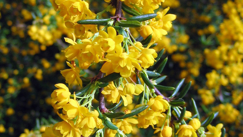 Berberis x stenophylla bloem