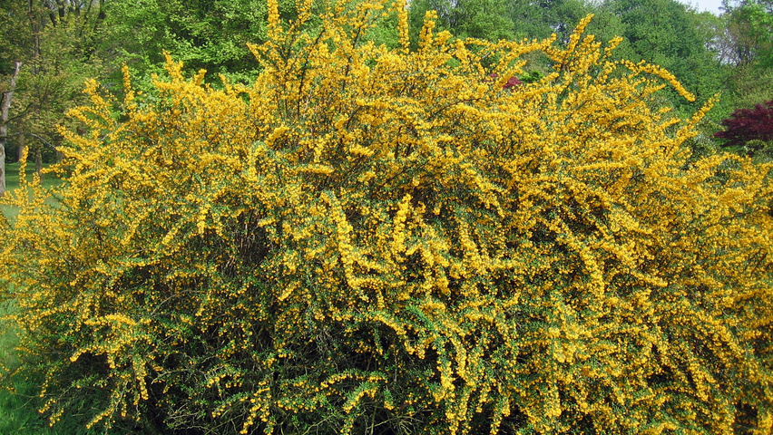Berberis x stenophylla solitair heesters