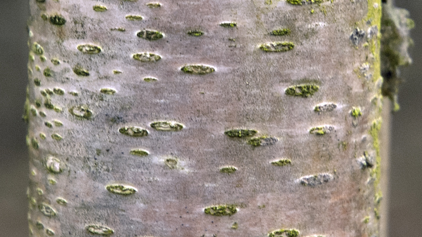 Betula utilis subsp. albosinensis kora