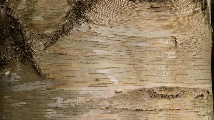 Betula utilis subsp. albosinensis kora