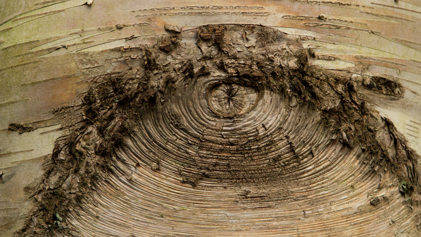 Betula utilis subsp. albosinensis kora