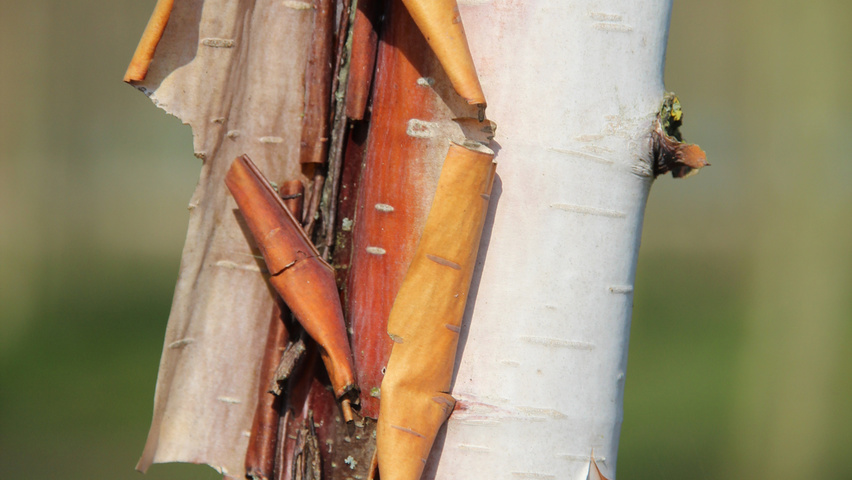Betula utilis 'Fascination' bark