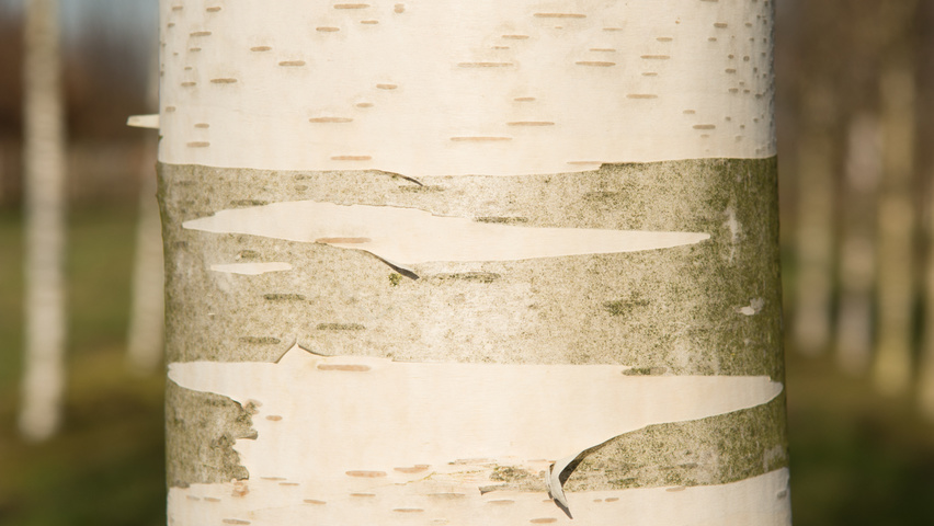Betula utilis 'Fascination' bark