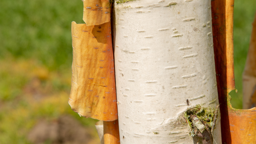 Betula utilis 'Fascination' bark
