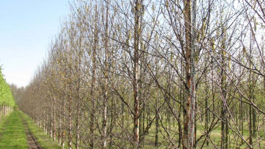 Betula utilis 'Fascination' feathered