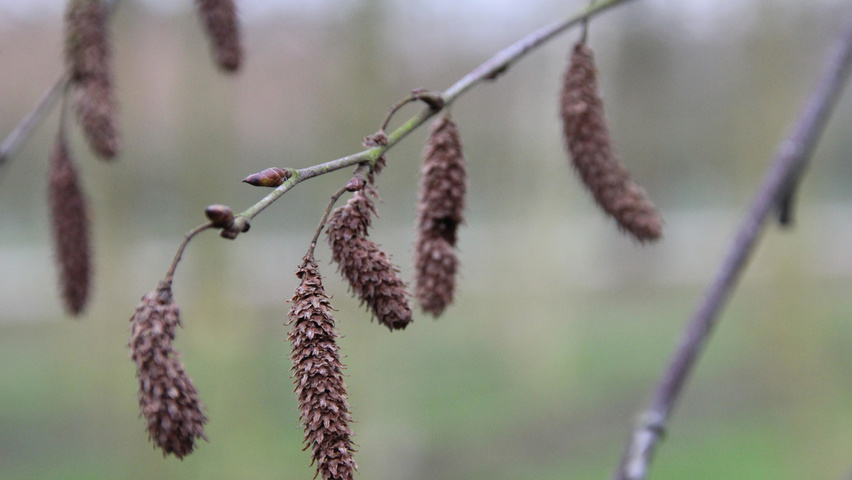 Betula utilis 'Fascination' flowers
