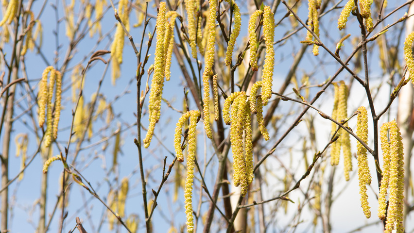 Betula utilis 'Fascination' flowers