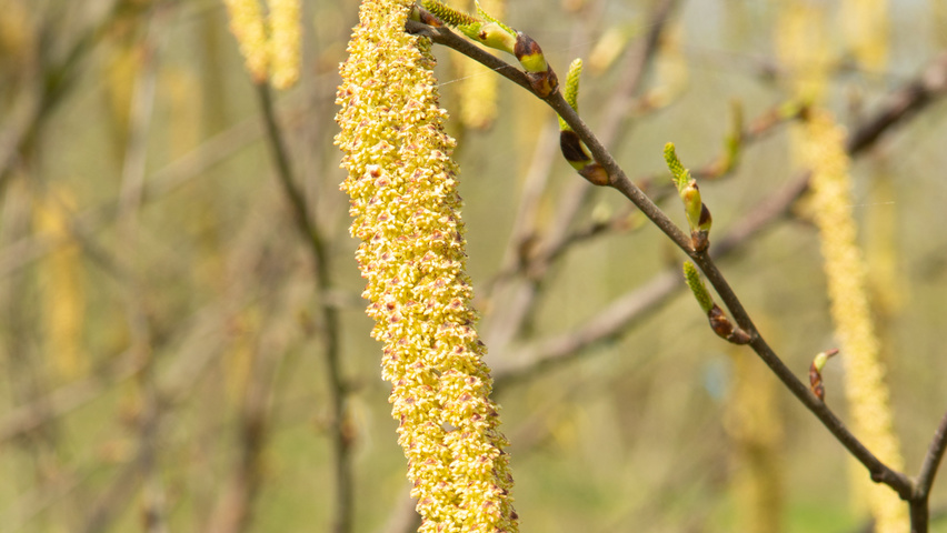 Betula utilis 'Fascination' flowers