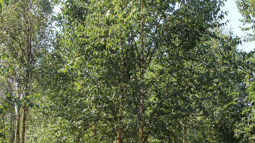 Betula utilis 'Fascination' standard tree