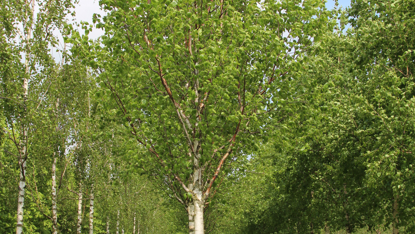 Betula utilis 'Fascination' standard tree