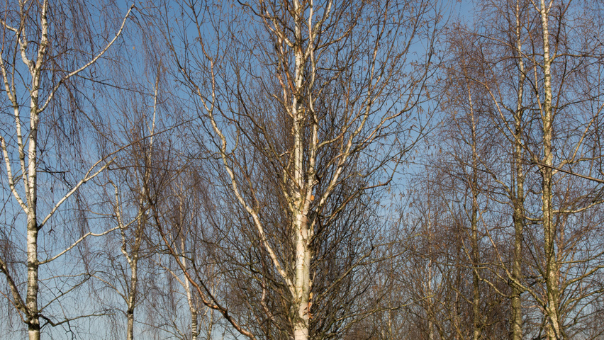 Betula utilis 'Fascination' standard tree