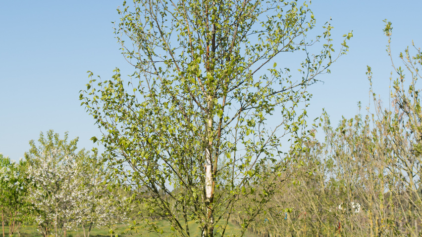 Betula utilis 'Fascination' standard tree