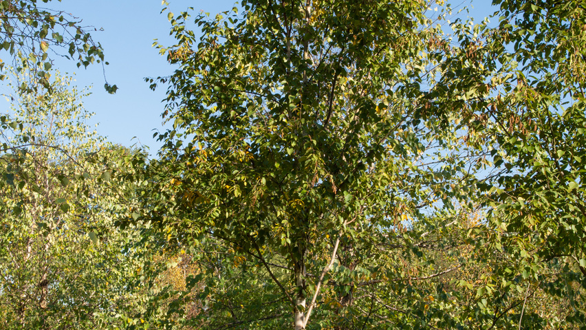 Betula utilis 'Fascination' standard tree