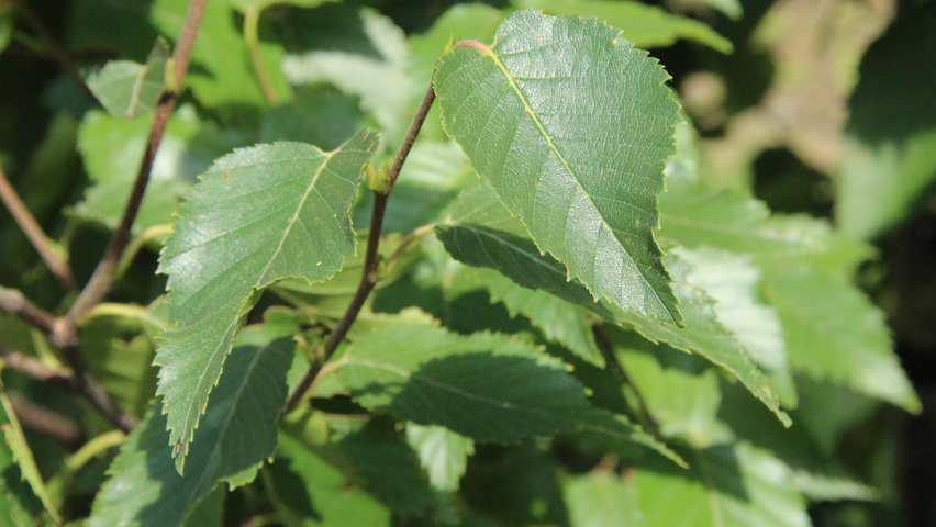 Betula utilis 'Fascination' leaves