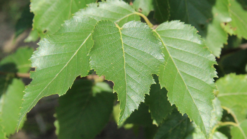 Betula utilis 'Fascination' leaves