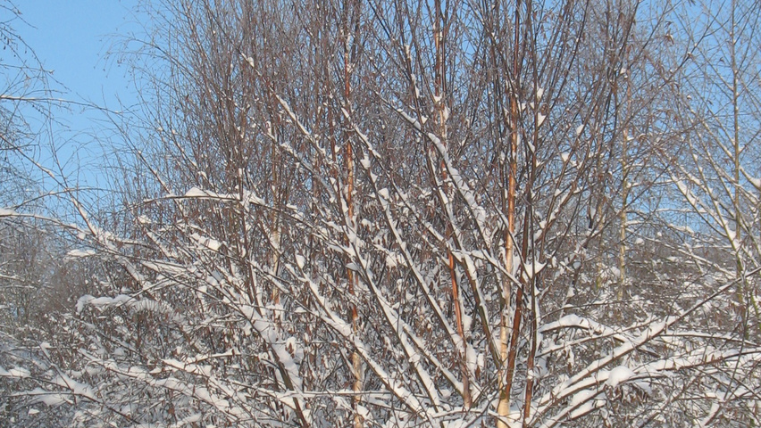 Betula utilis 'Fascination' multi-stem