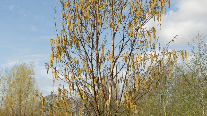 Betula utilis 'Fascination' multi-stem