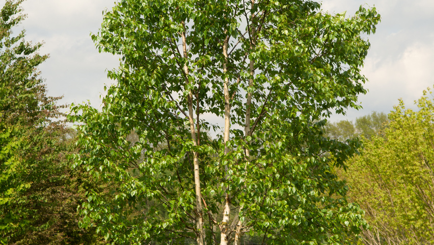Betula utilis 'Fascination' multi-stem