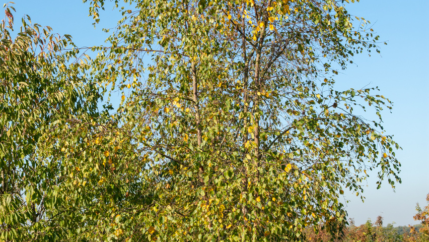 Betula utilis 'Fascination' multi-stem