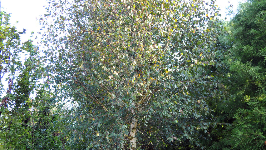 Betula utilis subsp. albosinensis pienne