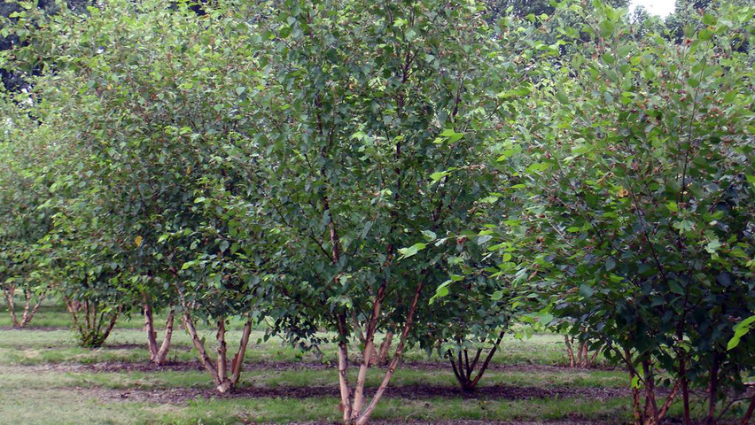 Betula utilis subsp. albosinensis wielopniowy