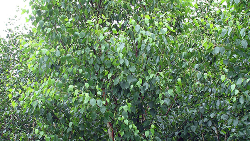 Betula utilis subsp. albosinensis wielopniowy