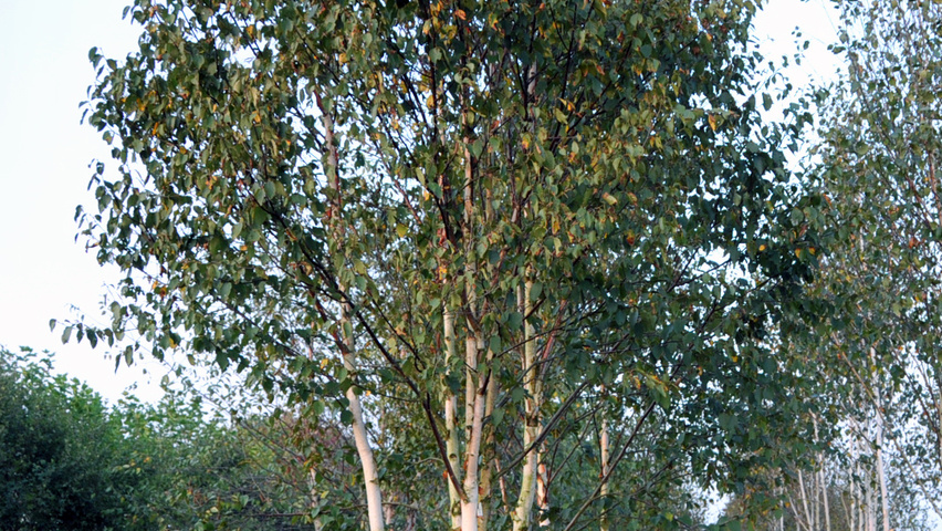 Betula utilis subsp. albosinensis wielopniowy parasolowaty
