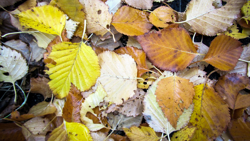 Betula ermanii liście jesienią