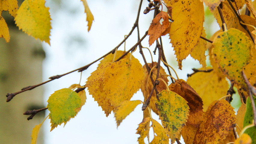Betula ermanii liście jesienią