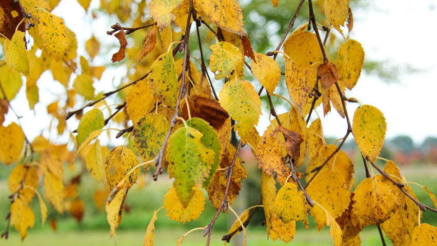 Betula ermanii liście jesienią