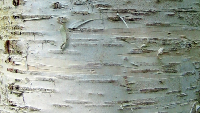 Betula ermanii kora
