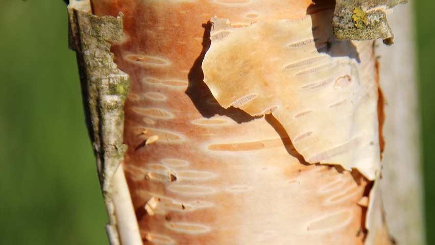 Betula ermanii 'Blush' bark