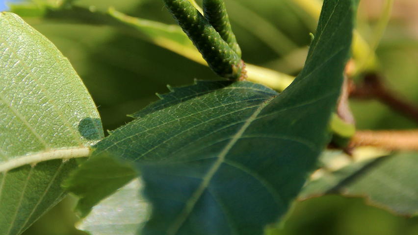 Betula ermanii 'Blush' fruits