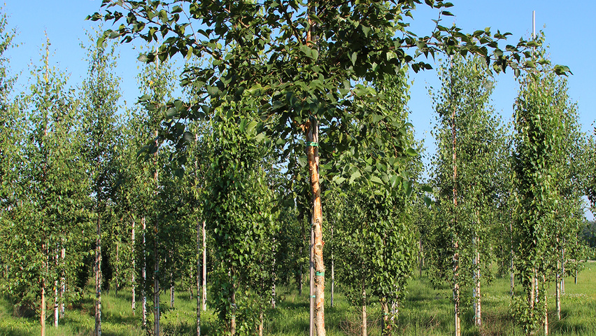 Betula ermanii 'Blush' standard tree