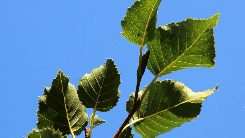Betula ermanii 'Blush' leaves