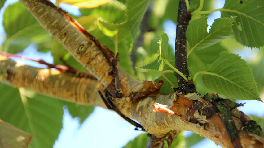 Betula ermanii 'Blush' twigs